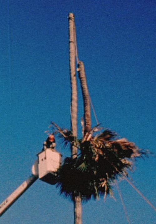 Palm Down