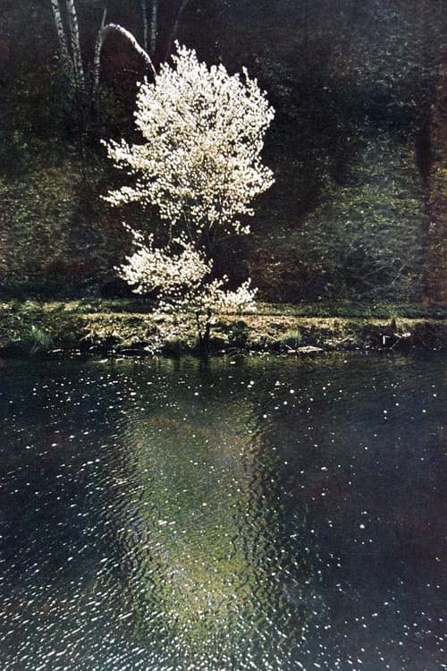 The Little Tree