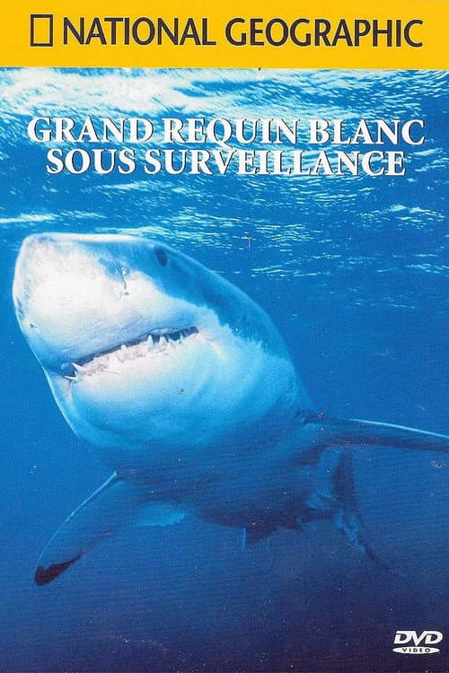 National Geographic : Grand requin blanc sous surveillance