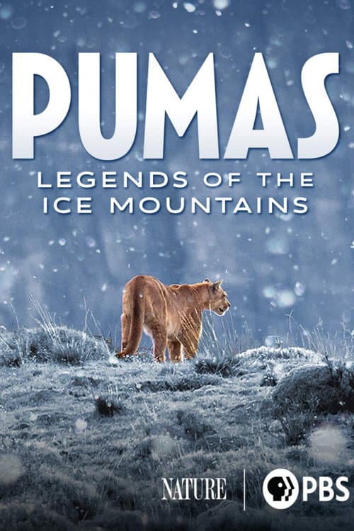 Pumas - Legenden der Anden
