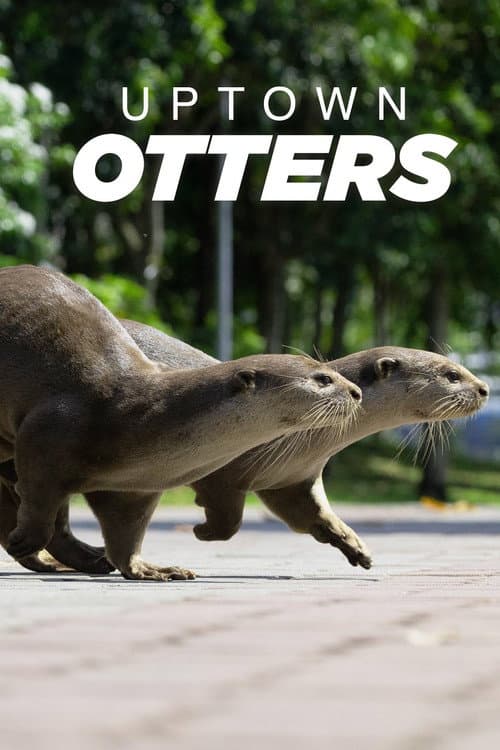 Großstadt-Otter