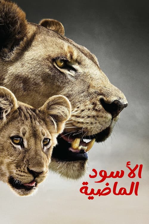 الأسود الماضية