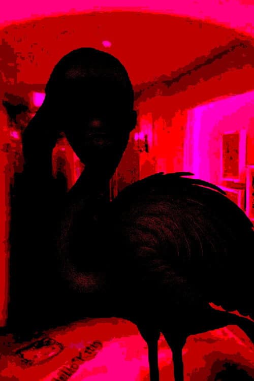 Flamingo