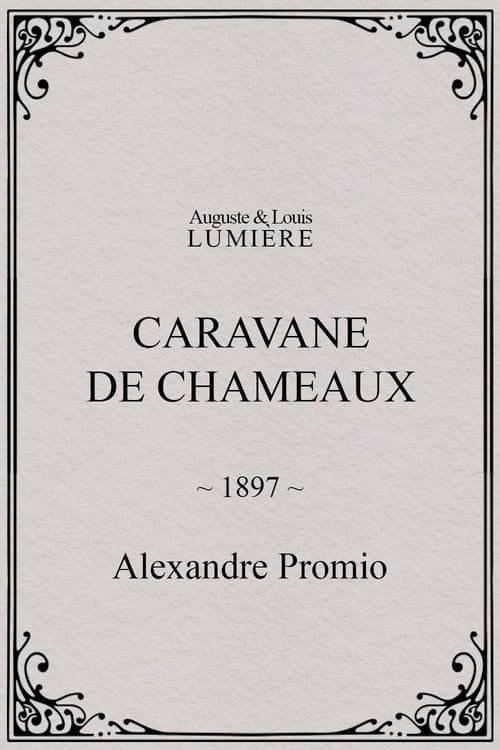 Caravane de chameaux