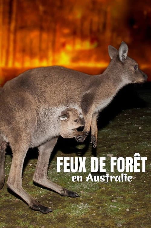 Koala, Wombat & Co. - Leben nach dem Buschfeuer