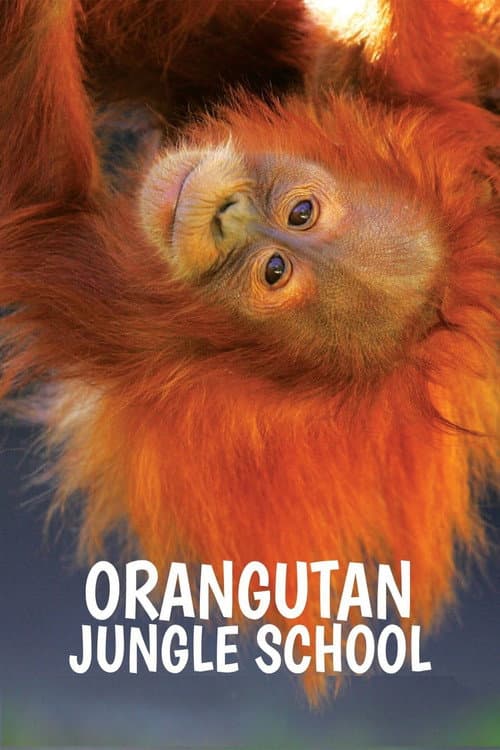 Orangutan Jungle School – Kindergarten mal anders