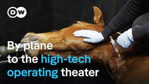 Luxury clinic for valuable horses