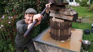 Apple Pressing and Tough Couch Grass