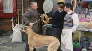 Beware of the Dog