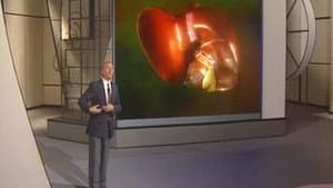 The Liver