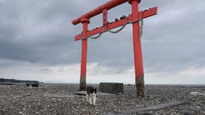 Saga: Floating Torii Gates and Imari Ware