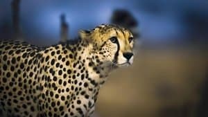 Cheetah Plains