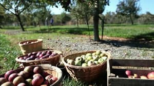 Apples