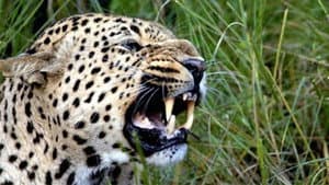 The Secret Leopards