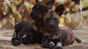 The wild dogs
