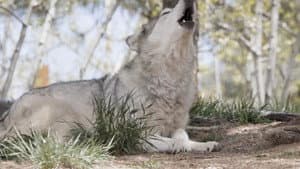 Return of the Wolf