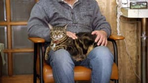 Mie: Comfy Cats Sitting in Laps