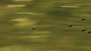 Fly hunting