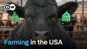 Agribusiness in the USA - The dark side of productivity and profitability