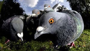 Unnatural History Of London
