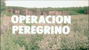 Operation Peregrine
