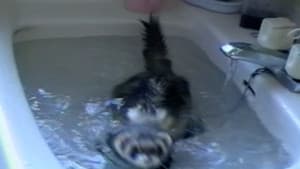Sink or Swim