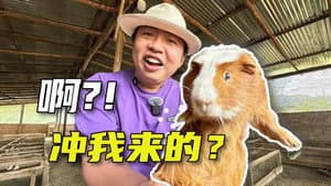 这趟玻利维亚的奇幻之旅,还要从我被一只豚鼠搓澡说起