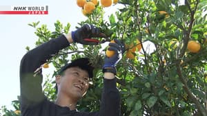 Soul-Searching in a Mikan Orchard