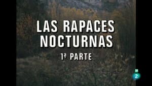 Nocturnal Raptors I