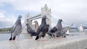 The Pigeon Hustle