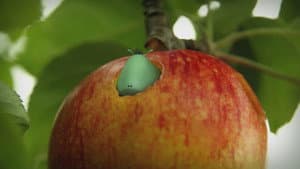 Love apple
