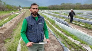 Greek Asparagus Challenges the Competition