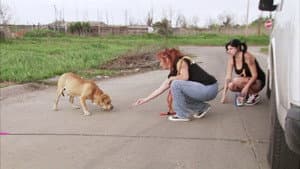 Face Off