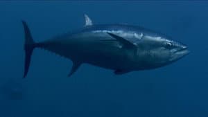 Tuna