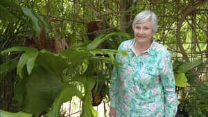 Episode 24 Ferns, Trellis, Water, Courtyard & Wagtail
