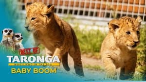 Baby Boom