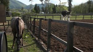 Iwate: Land of History and Horses