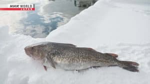 Cod