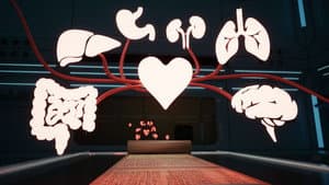 Blood Circulation: At the Heart of the Human Body