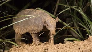 Hotel Armadillo