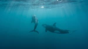 Orca