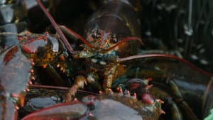 The Lobster Looting at Long Cove