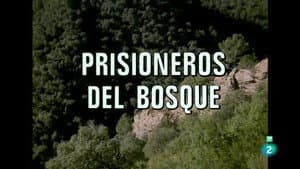 Prisoners of the Forest I