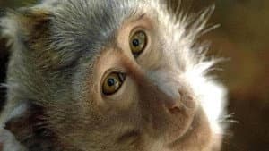 The world of monkeys