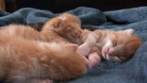 Kittens in Wonderland