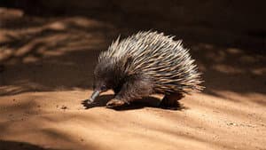 Platypus and Echidna