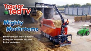 Mighty Mushrooms