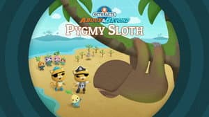 Pygmy Sloths