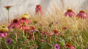 Episode 3 Summer: Arid Botanic Garden & Home Orchard