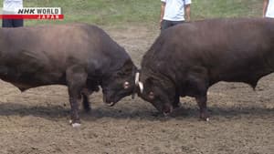 Bull Battles – A Community's Beloved Tradition